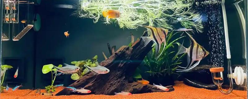 300升水的鱼缸用哪种泵，功率需达到370-750瓦