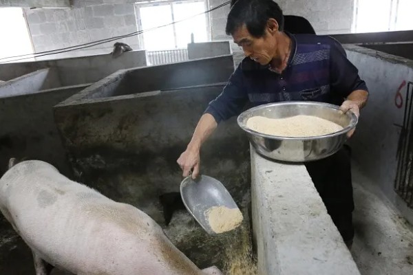 40到50斤的猪一顿喂几斤饲料，通常要饲喂2.8-3.5斤