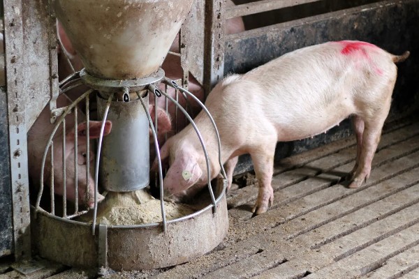 40到50斤的猪一顿喂几斤饲料，通常要饲喂2.8-3.5斤