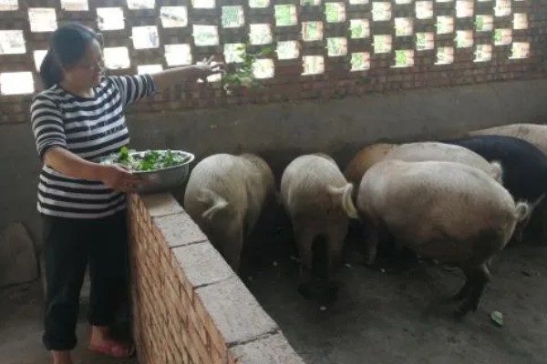 40到50斤的猪一顿喂几斤饲料，通常要饲喂2.8-3.5斤