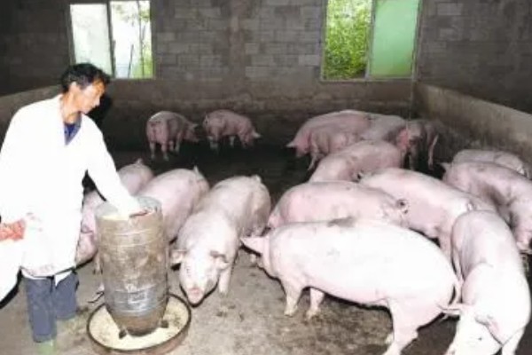 40到50斤的猪一顿喂几斤饲料，通常要饲喂2.8-3.5斤