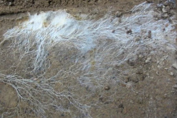 双孢菇种植出现问题怎么处理，必须立刻停止喷水并加强通风