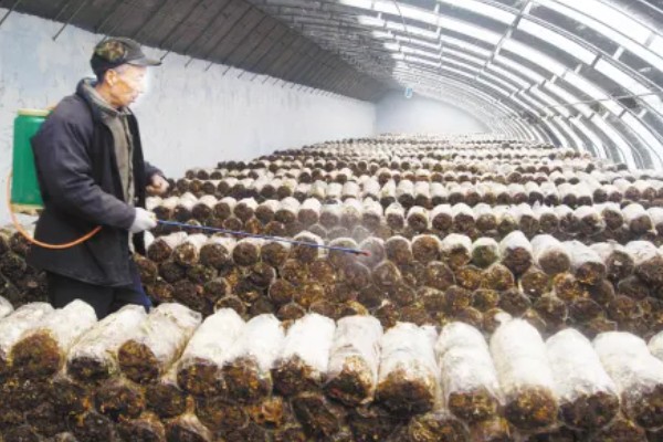 双孢菇种植出现问题怎么处理，必须立刻停止喷水并加强通风