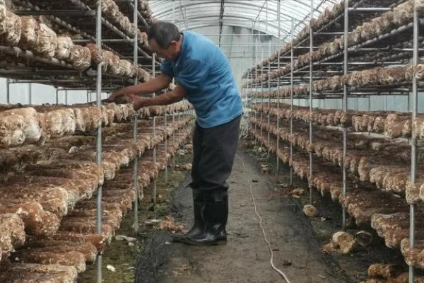 双孢菇种植出现问题怎么处理，必须立刻停止喷水并加强通风