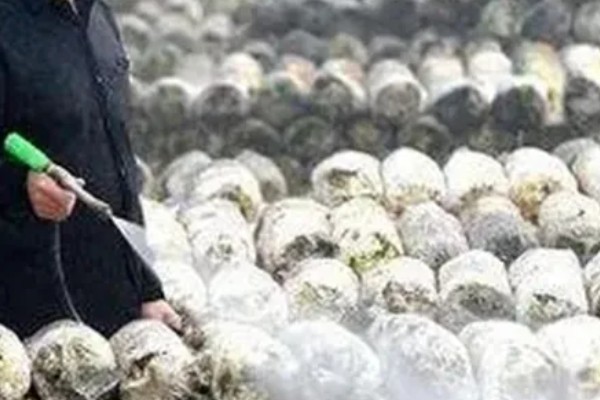 双孢菇种植出现问题怎么处理，必须立刻停止喷水并加强通风