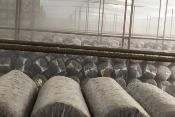 双孢菇种植出现问题怎么处理，必须立刻停止喷水并加强通风