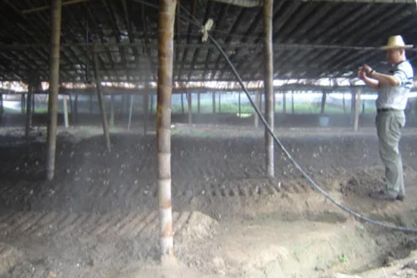 双孢菇种植出现问题怎么处理，必须立刻停止喷水并加强通风