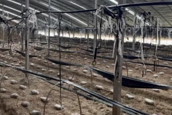 双孢菇种植出现问题怎么处理，必须立刻停止喷水并加强通风