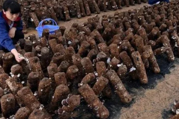 双孢菇种植出现问题怎么处理，必须立刻停止喷水并加强通风