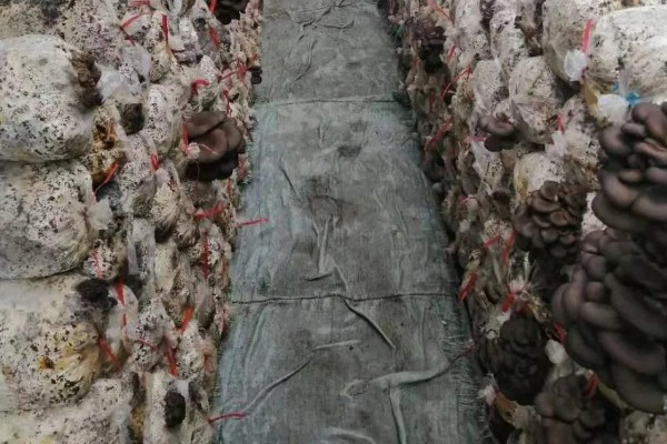 双孢菇种植出现问题怎么处理，必须立刻停止喷水并加强通风