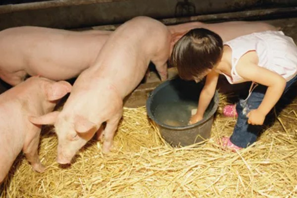 40到50斤的猪一顿喂几斤饲料，通常要饲喂2.8-3.5斤