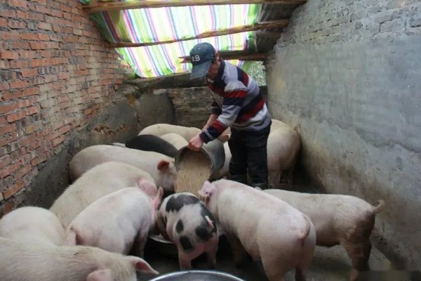 40到50斤的猪一顿喂几斤饲料，通常要饲喂2.8-3.5斤