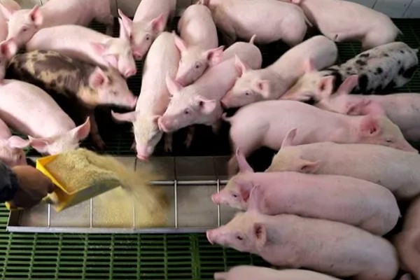 40到50斤的猪一顿喂几斤饲料，通常要饲喂2.8-3.5斤