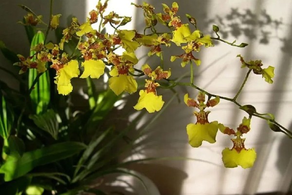 文心兰冬天是否会被冻死,长期放在低温环境中会冻伤或死亡