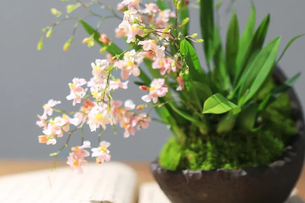 文心兰冬天是否会被冻死,长期放在低温环境中会冻伤或死亡