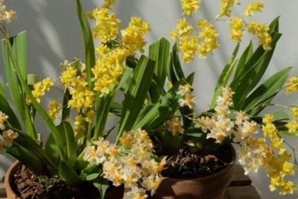 文心兰冬天是否会被冻死,长期放在低温环境中会冻伤或死亡