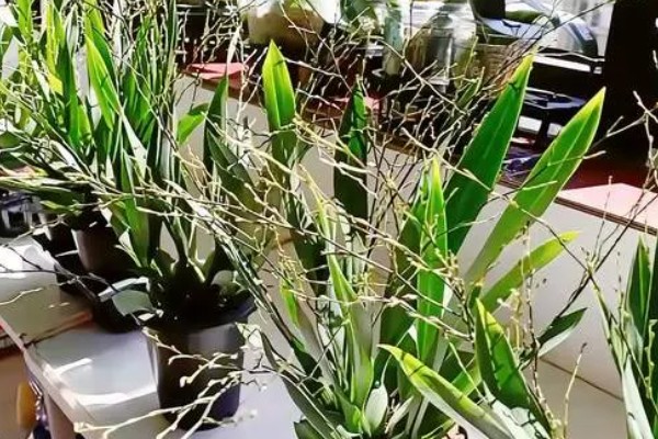 文心兰冬天是否会被冻死,长期放在低温环境中会冻伤或死亡