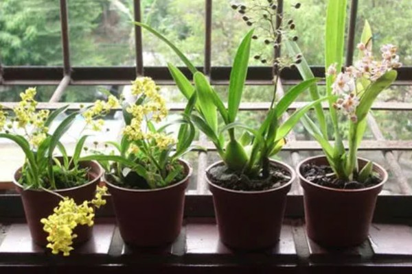 文心兰冬天是否会被冻死,长期放在低温环境中会冻伤或死亡