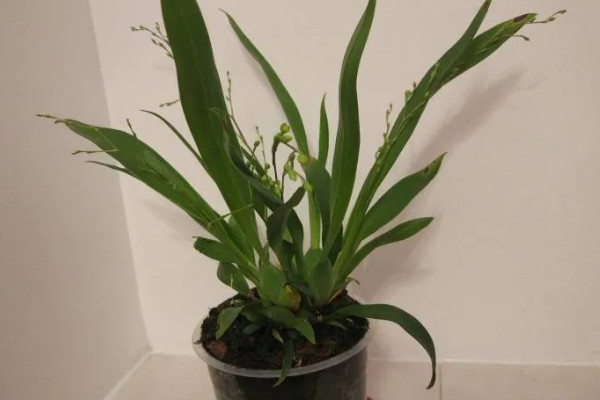 文心兰冬天是否会被冻死,长期放在低温环境中会冻伤或死亡