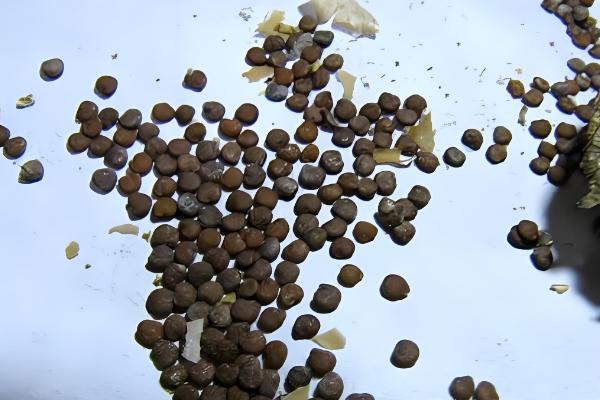 三角梅的播种方法，浸种发芽后再撒播覆土