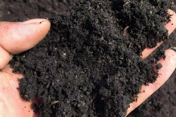 三角梅的播种方法，浸种发芽后再撒播覆土