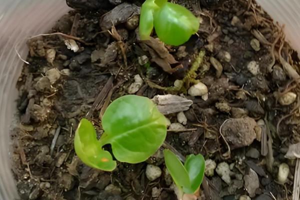 三角梅的播种方法，浸种发芽后再撒播覆土