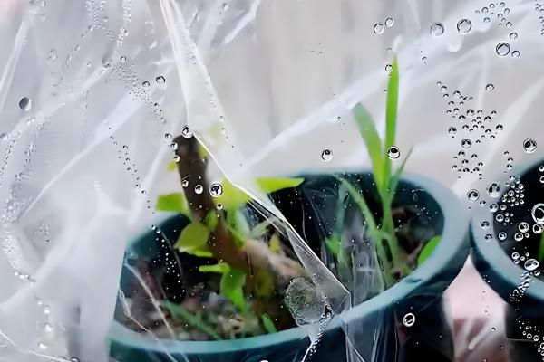 三角梅的播种方法，浸种发芽后再撒播覆土