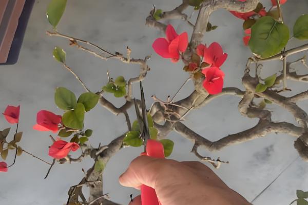 三角梅的播种方法，浸种发芽后再撒播覆土