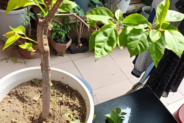 三角梅的播种方法，浸种发芽后再撒播覆土