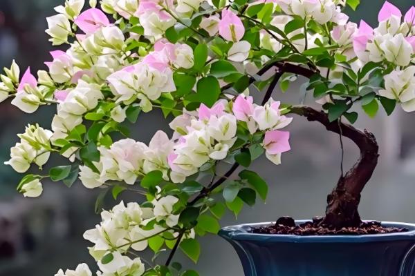 三角梅的播种方法，浸种发芽后再撒播覆土