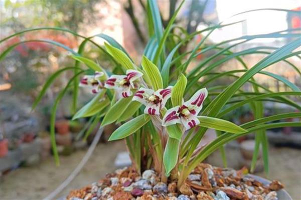 春兰怎么养护，平时让土壤保持30%的湿度