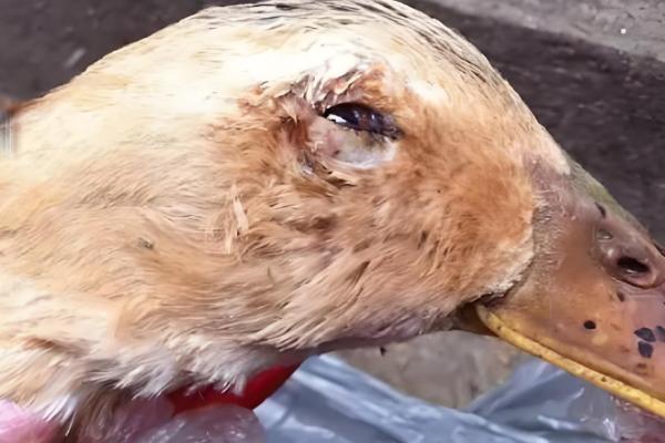 成年鸭子不吃食如何处理，根据病因使用不同的药物