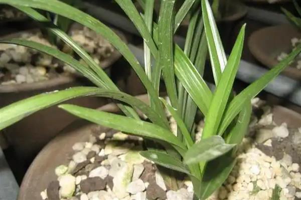 春兰怎么养护，平时让土壤保持30%的湿度