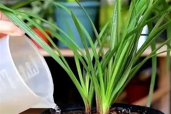 春兰怎么养护，平时让土壤保持30%的湿度