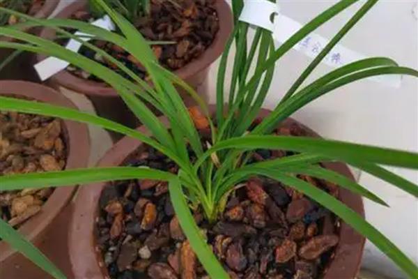 春兰怎么养护，平时让土壤保持30%的湿度