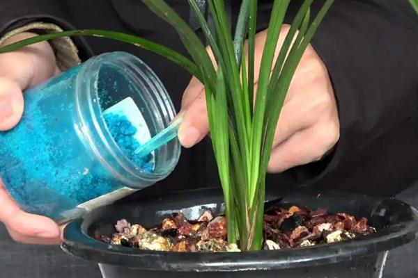 春兰怎么养护，平时让土壤保持30%的湿度