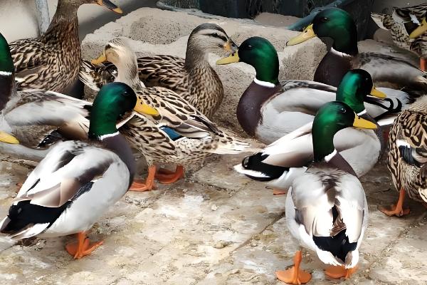成年鸭子不吃食如何处理，根据病因使用不同的药物