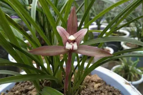 春兰怎么养护，平时让土壤保持30%的湿度