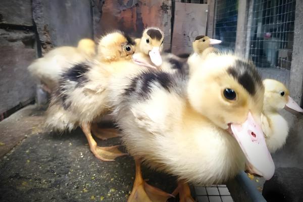 成年鸭子不吃食如何处理，根据病因使用不同的药物