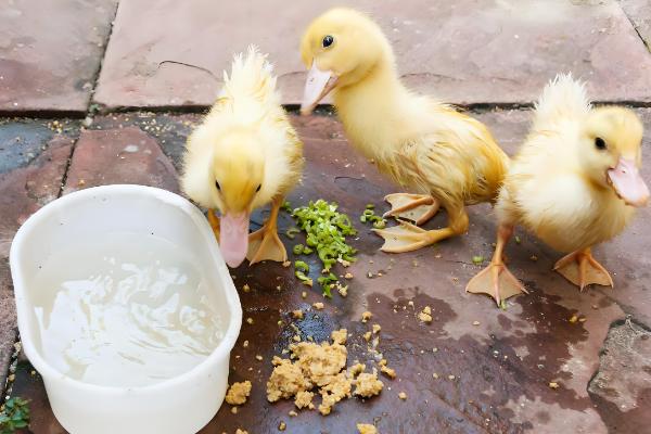 成年鸭子不吃食如何处理，根据病因使用不同的药物