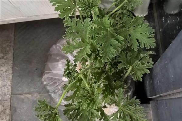 驱蚊草换盆后萎蔫如何解决,根据发生原因采取对应措施