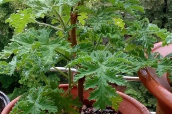 驱蚊草换盆后萎蔫如何解决,根据发生原因采取对应措施