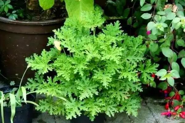 驱蚊草换盆后萎蔫如何解决,根据发生原因采取对应措施