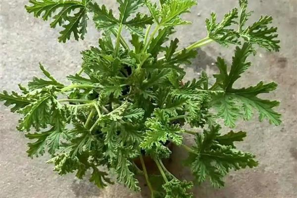 驱蚊草换盆后萎蔫如何解决,根据发生原因采取对应措施