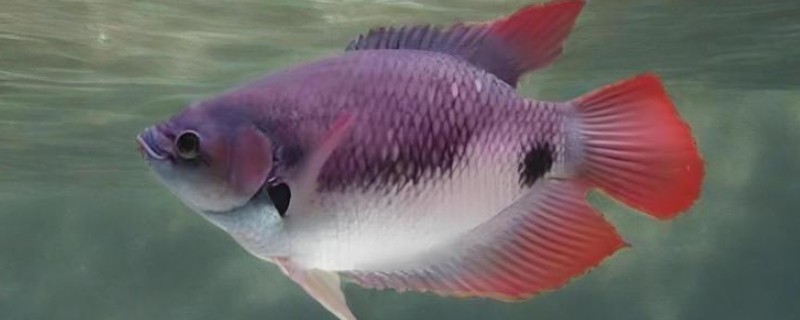 紫红战船鱼好养吗，饲养难度不大