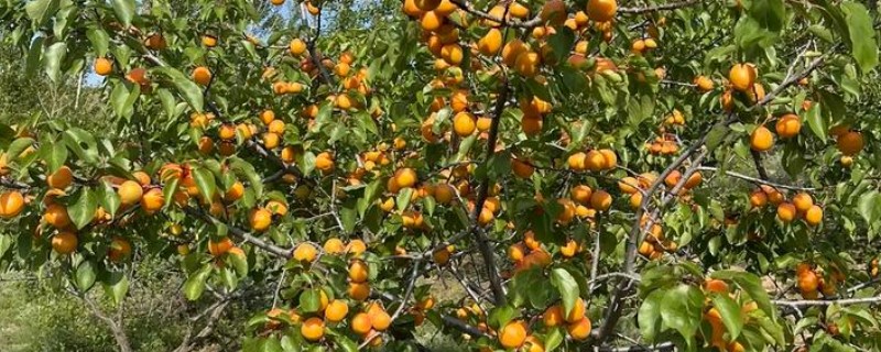 杏树不开花不结果的原因，可能是土壤不适所致