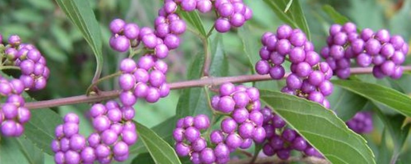 海南省昌江黎族自治县的特产，有裸花紫珠、霸王岭山鸡等