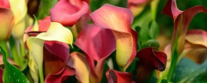 马蹄莲如何无土栽培，推荐白柄种、绿柄种及红柄种