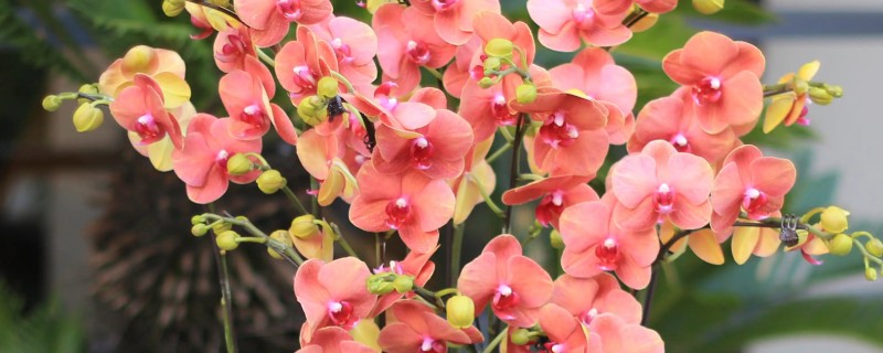 秋天怎么养护蝴蝶兰，通常把植物放在室内养护