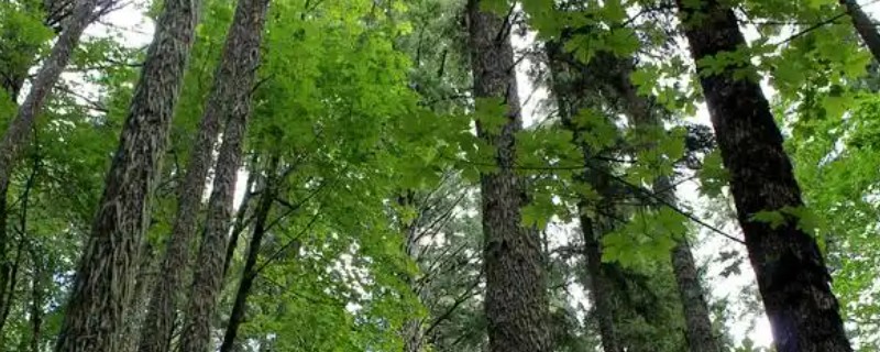 阔叶树与针叶树有什么区别，叶片形状、生长环境等方面都不同